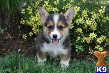 Pembroke Welsh Corgi Puppies for Sale